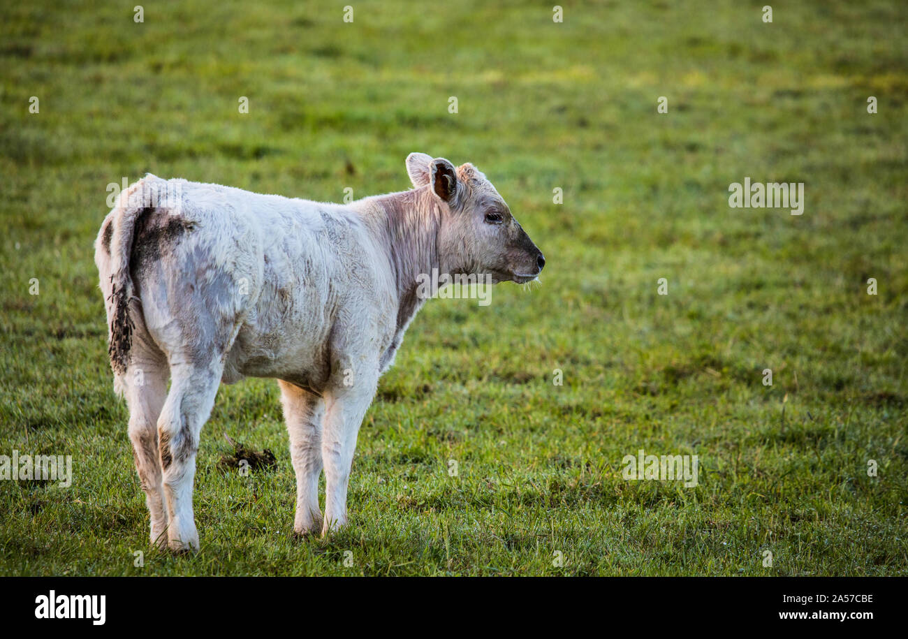 Triste à la jeune vache paissant dans un champ d'herbe meadow Banque D'Images