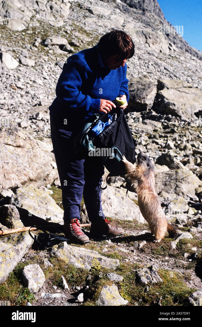 La marmotte alpine (Marmota marmota) tendre la main à une dame d'essayer d'obtenir un peu de nourriture Banque D'Images