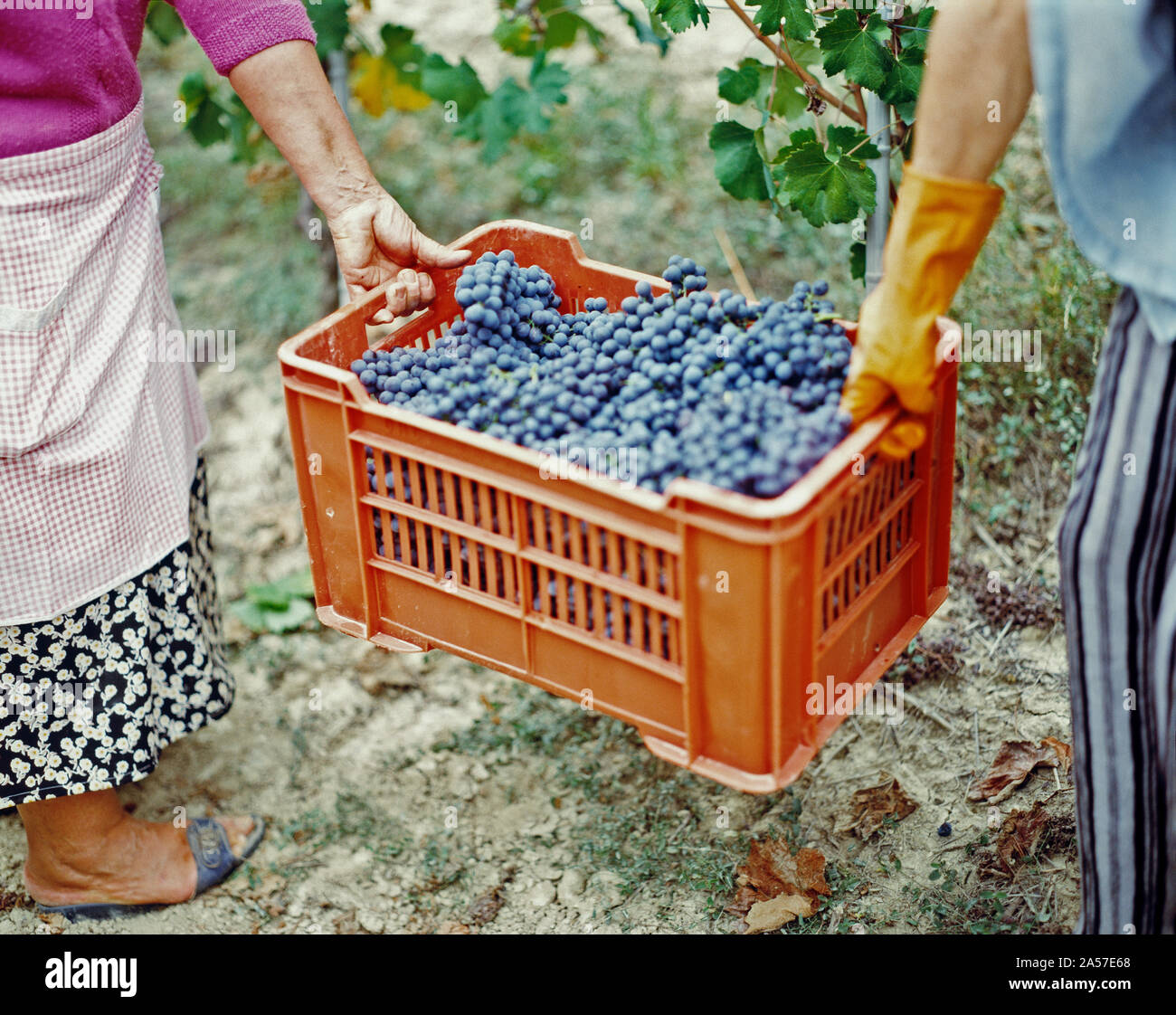Les raisins de la récolte des femmes dans une vigne, le Barbaresco DOCG, Piémont, Italie Banque D'Images
