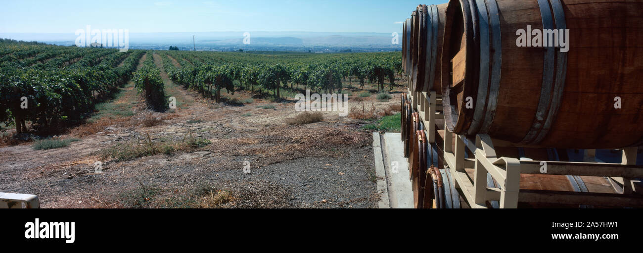 Fûts en chêne français, un vignoble Vignoble Portteus, AVA Rattlesnake Hills, comté de Yakima, Washington State, USA Banque D'Images
