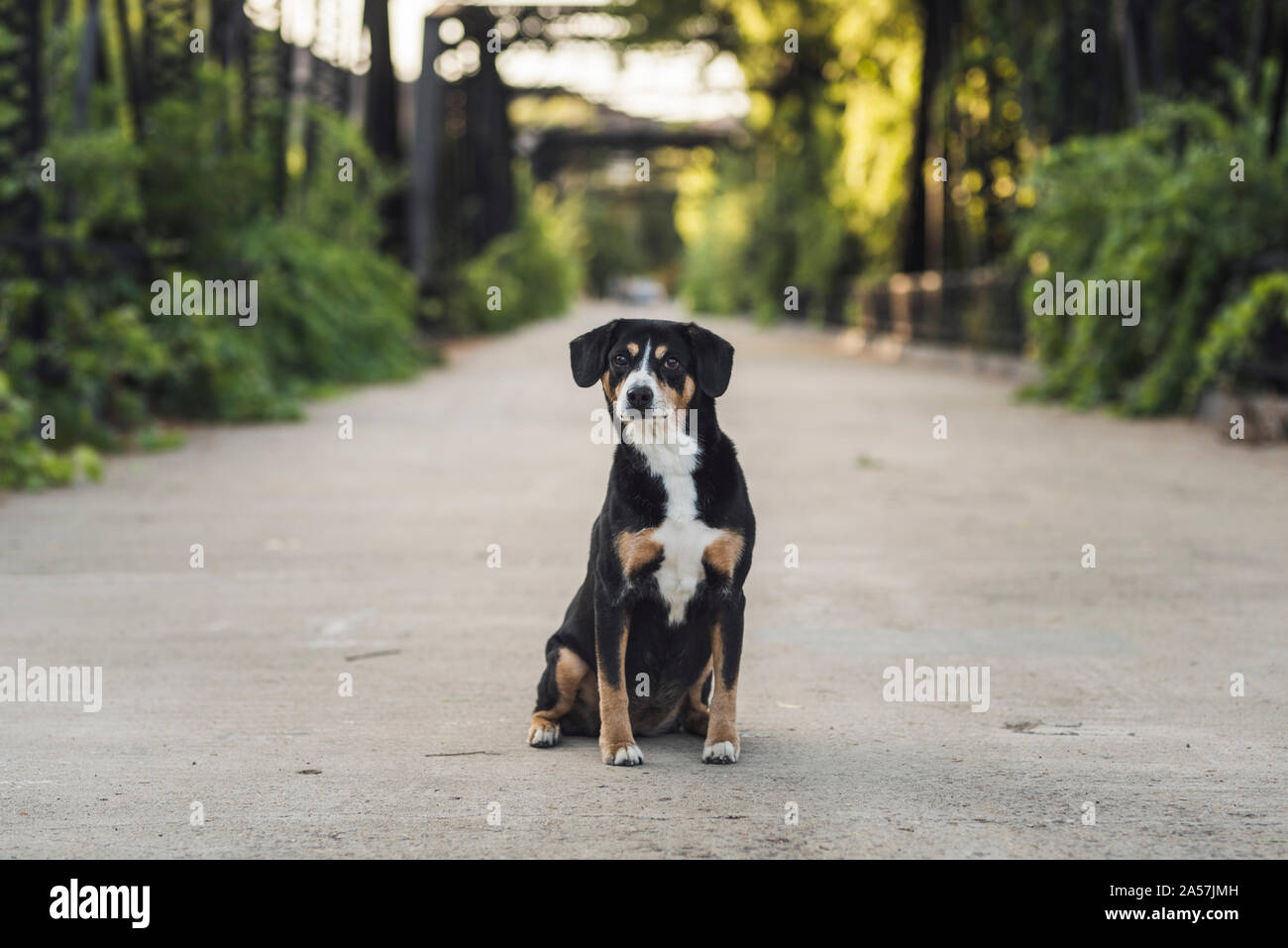 Mixed breed dog sitting on famille Steele Canyon Bridge Banque D'Images