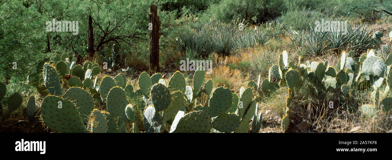 Prickly Pear Cactus et plantes mesquite dans un champ, Peach Springs Canyon, le Parc National du Grand Canyon, Arizona, USA Banque D'Images