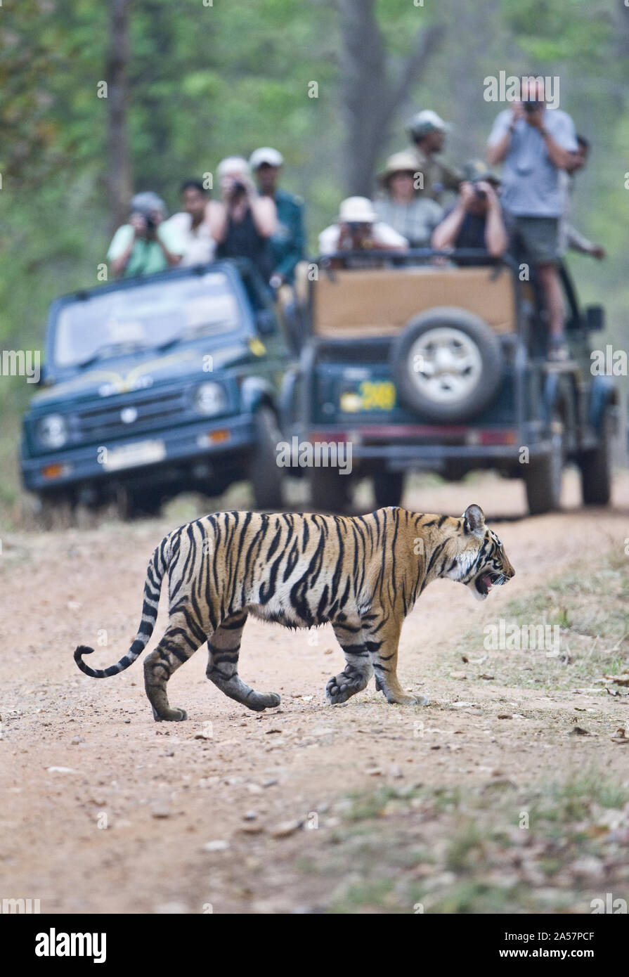 Les touristes en safari jeeps photographier un tigre du Bengale (Panthera tigris tigris), Inde Banque D'Images