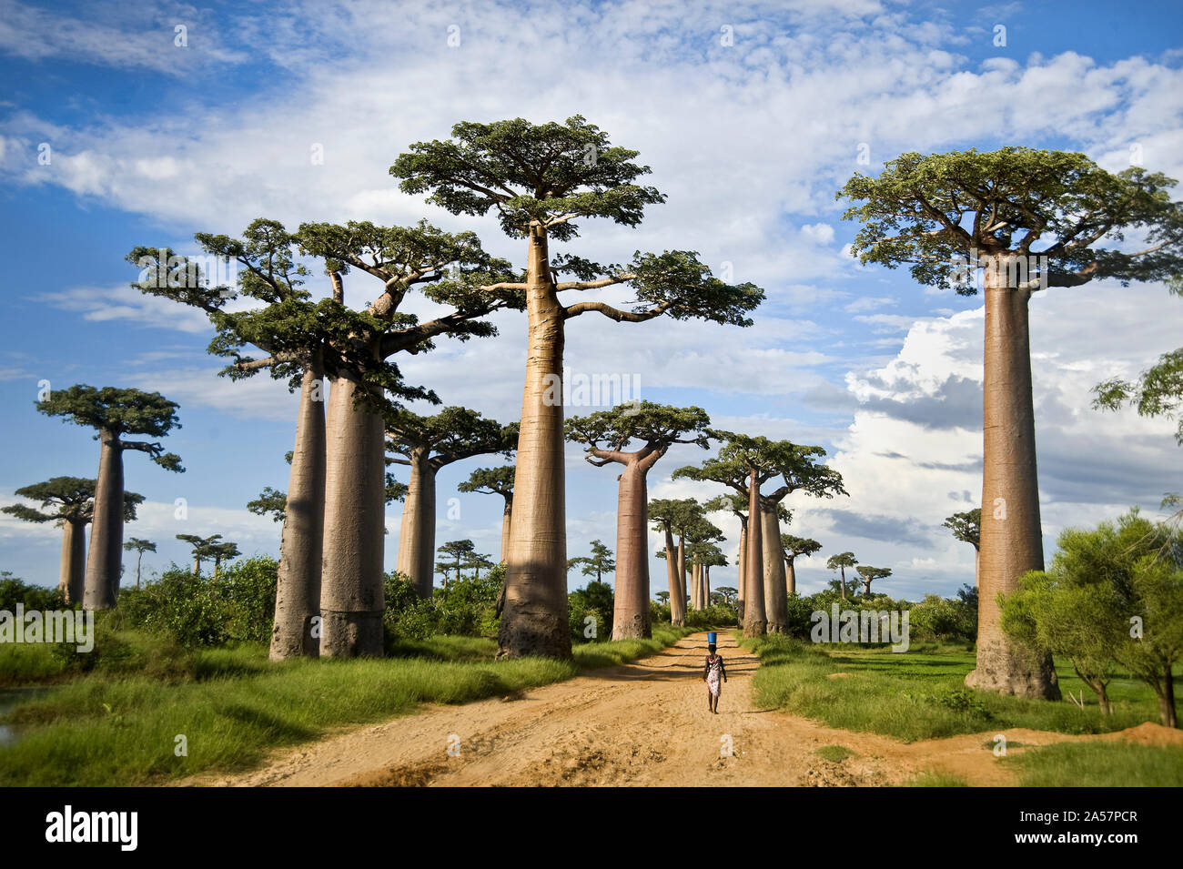 Les baobabs (Adansonia digitata) le long d'un chemin de terre, l'Avenue des baobabs, Morondava, Madagascar Banque D'Images