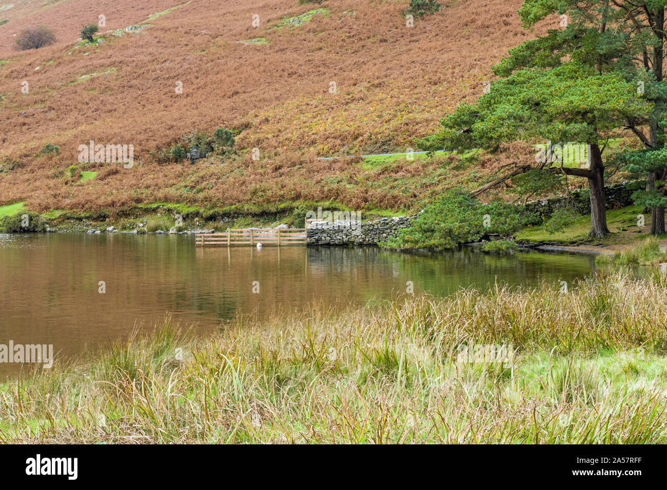 Les rives de l'eau Crummock dans le parc national du Lake District Cumbria. Notez le mur de la pierre sèche et la clôture en bois qui glissent dans le lac. Banque D'Images