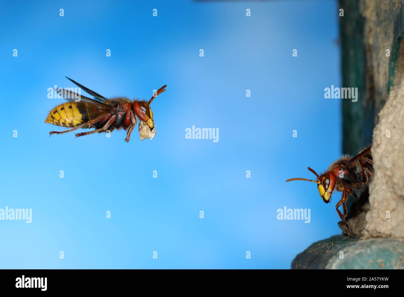 Frelon européen (Vespa crabro), travailleur de mouches avec matériau de construction à nid, se dresse à l'entrée de la garde, Siegerland, Rhénanie du Nord-Westphalie, Allemagne Banque D'Images