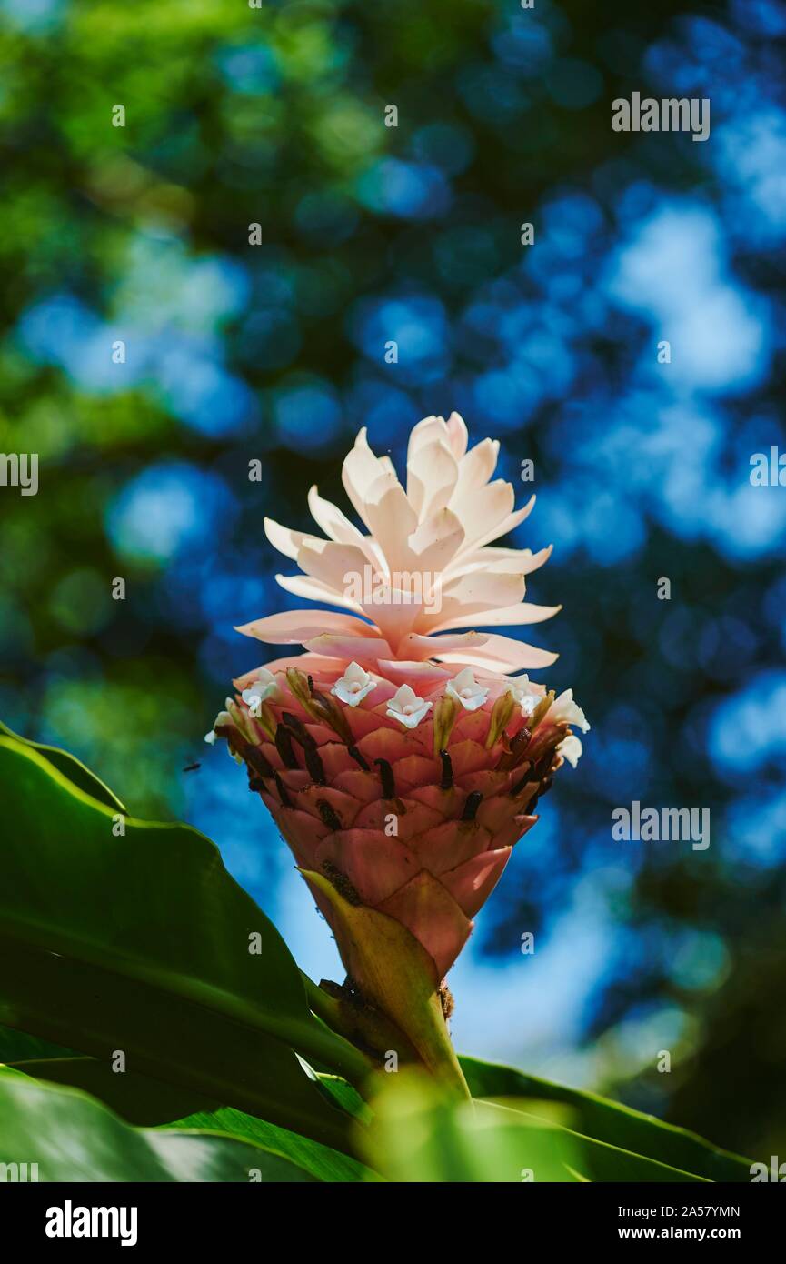 Le gingembre (Zingiber officinale), fleur avec une fleur rose, l'île d'Hawaï, Oahu, Hawaï Aloha State, USA Banque D'Images