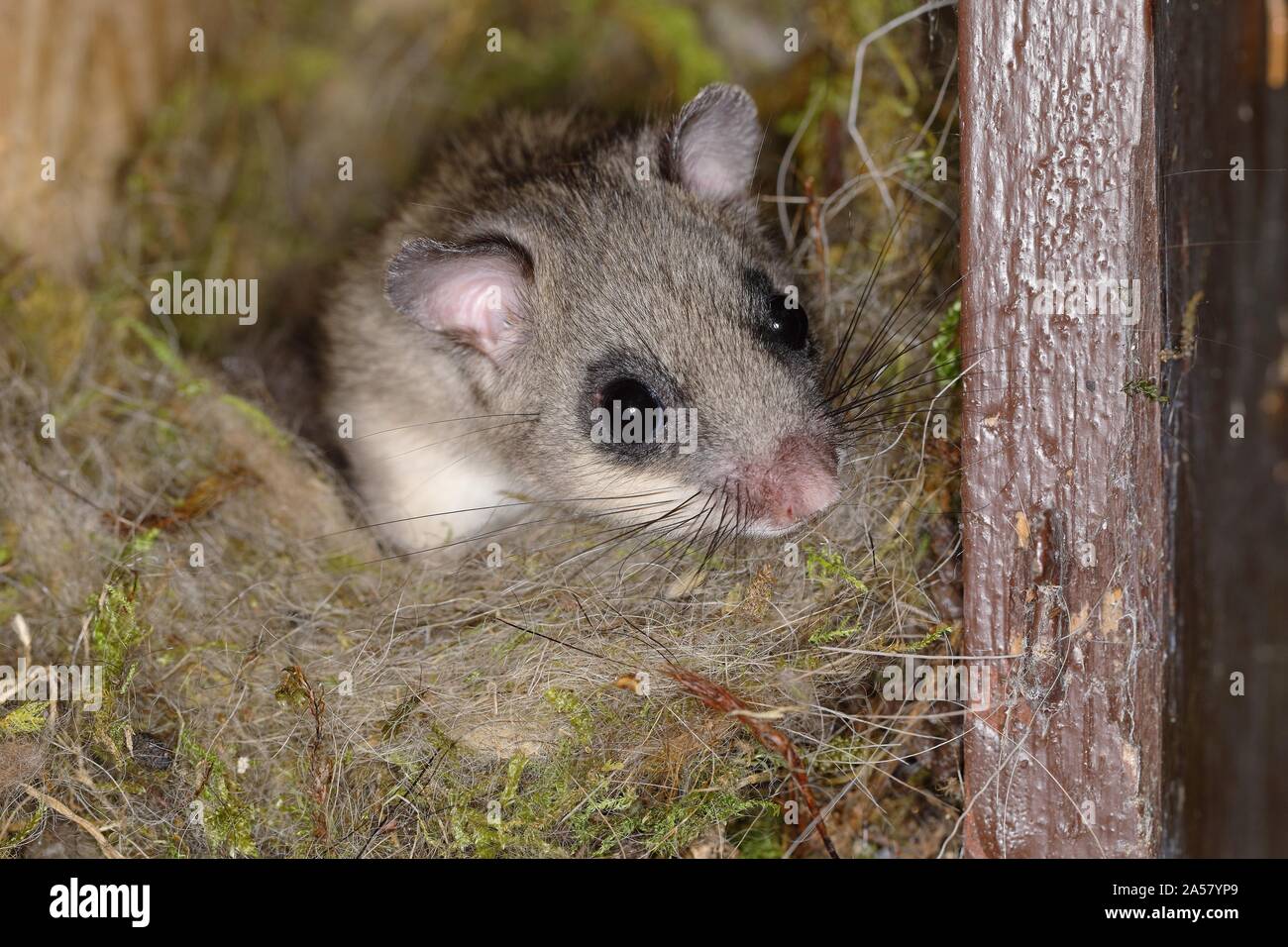 Loir (Glis glis) semble hors de son nid, Siegerland, Rhénanie du Nord-Westphalie, Allemagne Banque D'Images