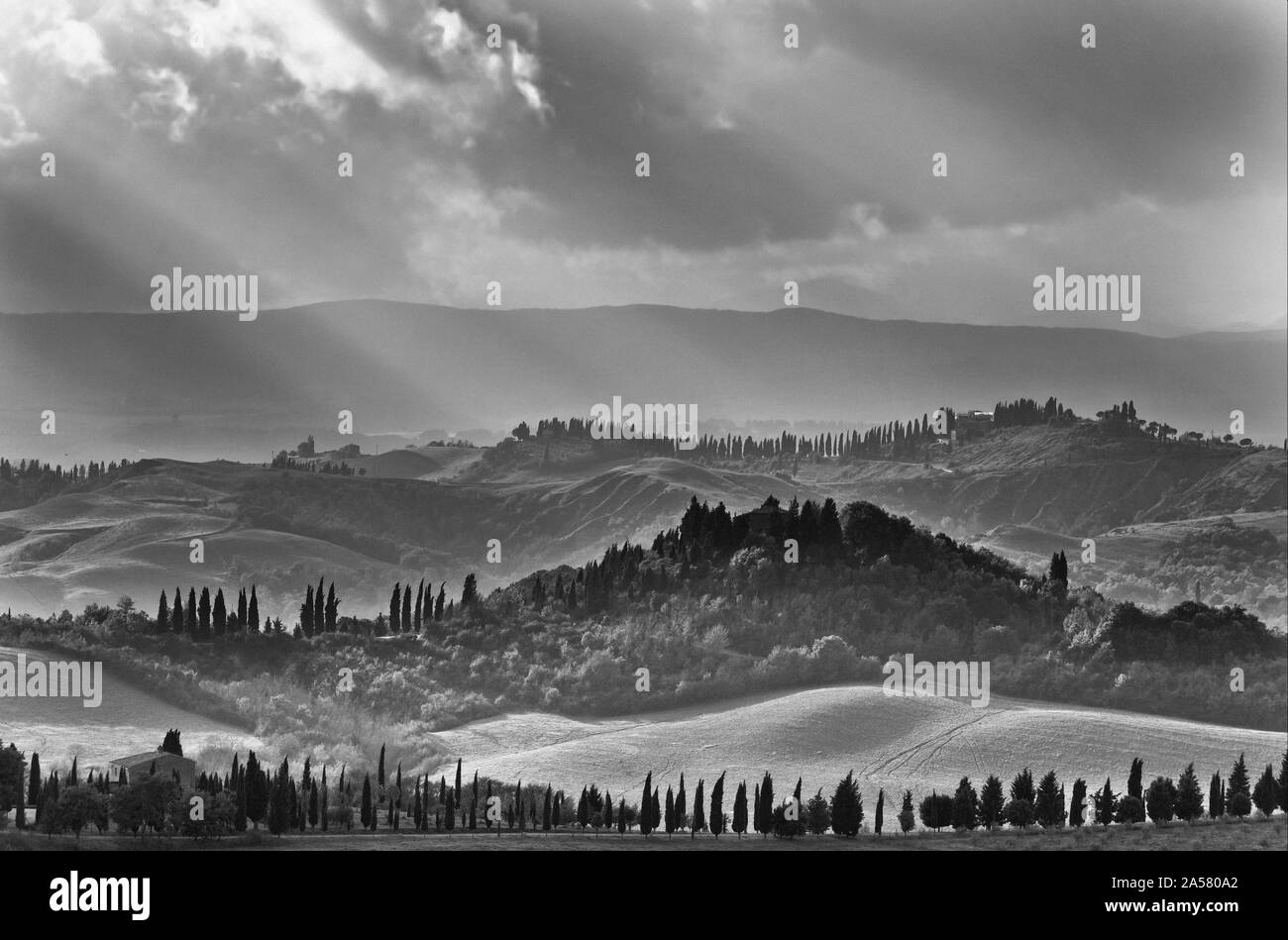 Paysage de collines de Cyprès, noir et blanc, Crete Senesi, Toscane, Italie Banque D'Images