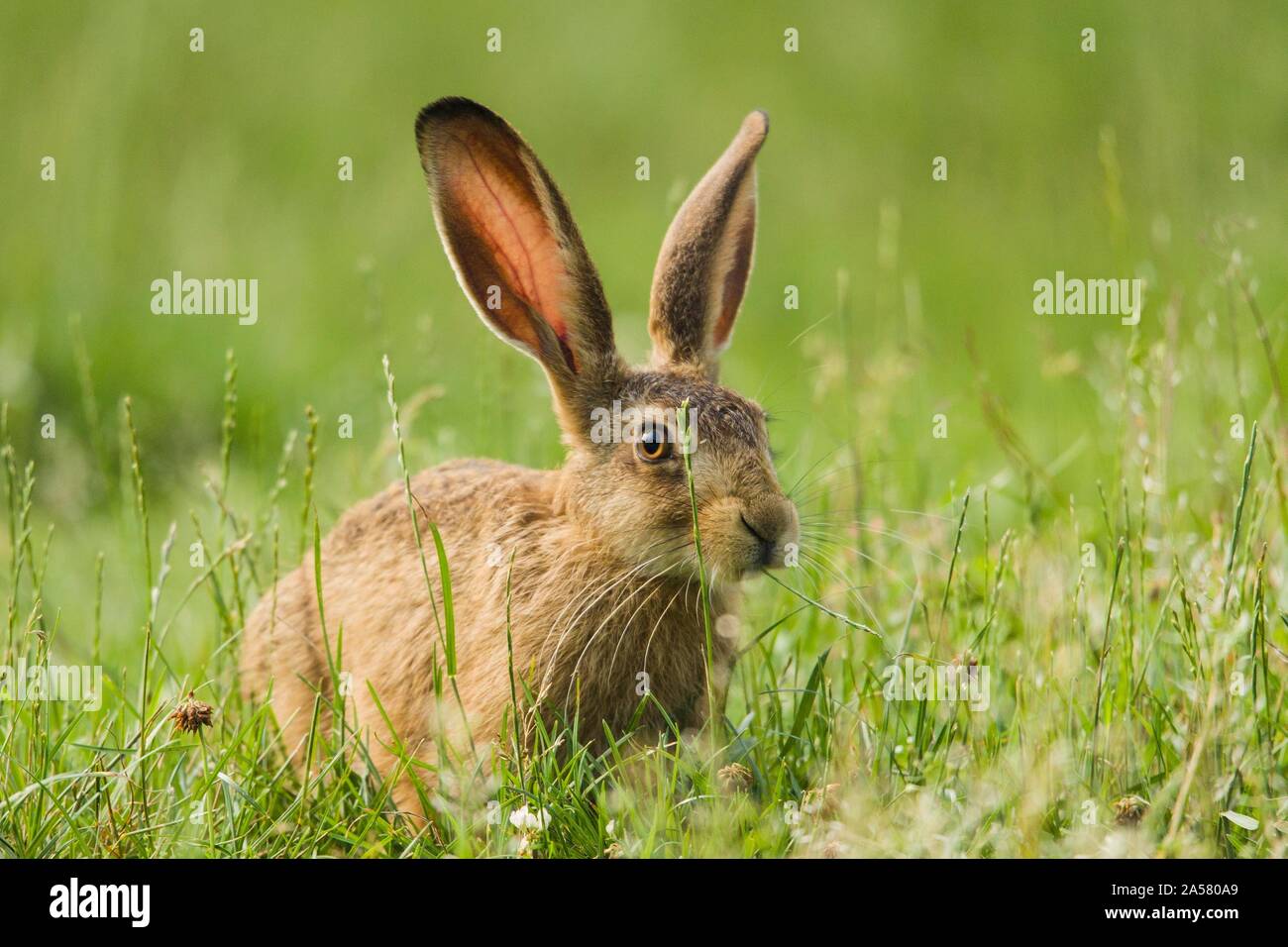 Lièvre d'Europe (Lepus europaeus), assis dans un pré, Allemagne Banque D'Images