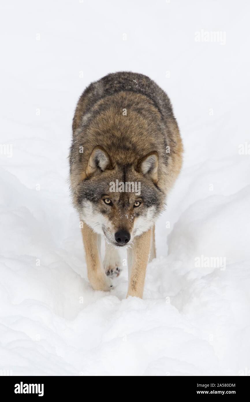 Le loup (Canis lupus) dans la neige, Parc National de la forêt bavaroise, Bavière, Allemagne Banque D'Images