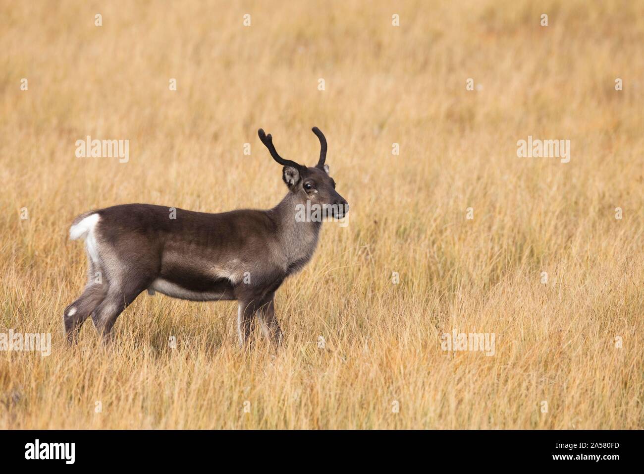 European renne (Rangifer tarandus tarandus), debout dans l'herbe, Suède Banque D'Images