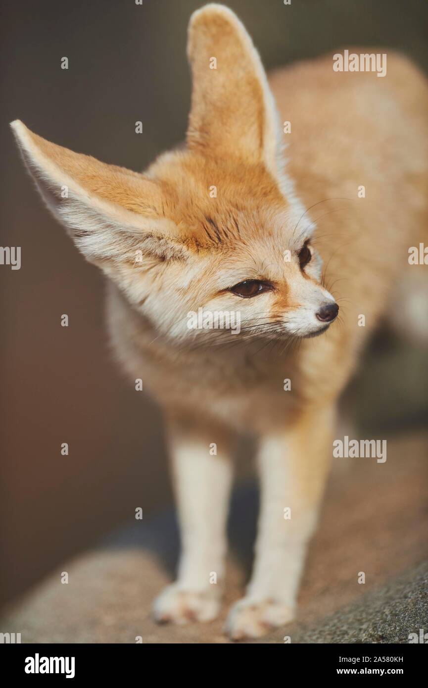 Fennec fox, ou fennec (Vulpes zerda), captive, Hawaii, l'Aloha State, USA Banque D'Images