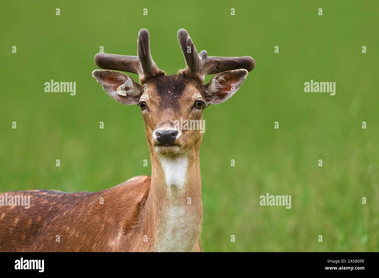 Fallow deer (Cervus dama), jeune homme, animal portrait, Allemagne Banque D'Images