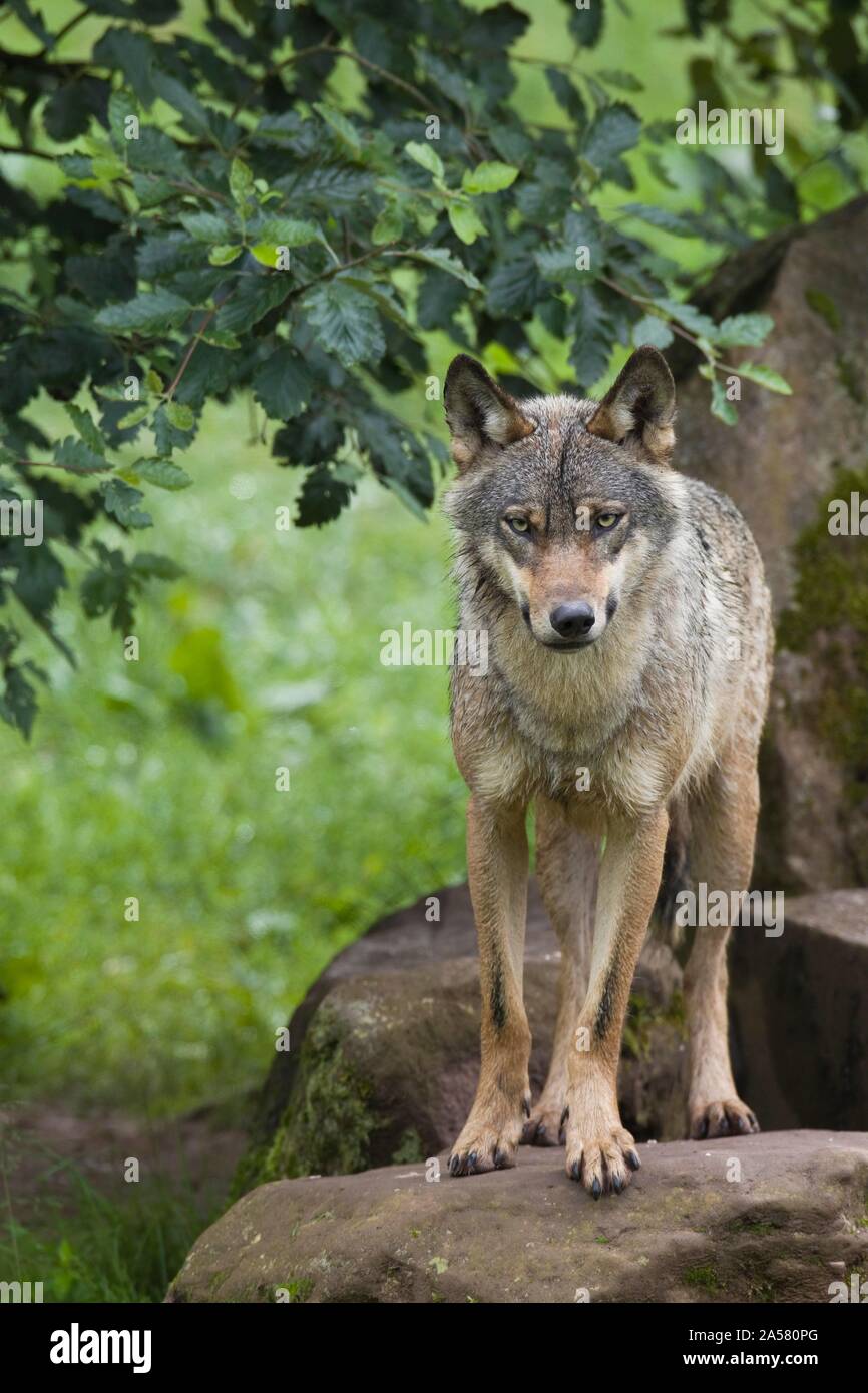 Le loup gris d'Europe (Canis lupus lupus), Allemagne Banque D'Images