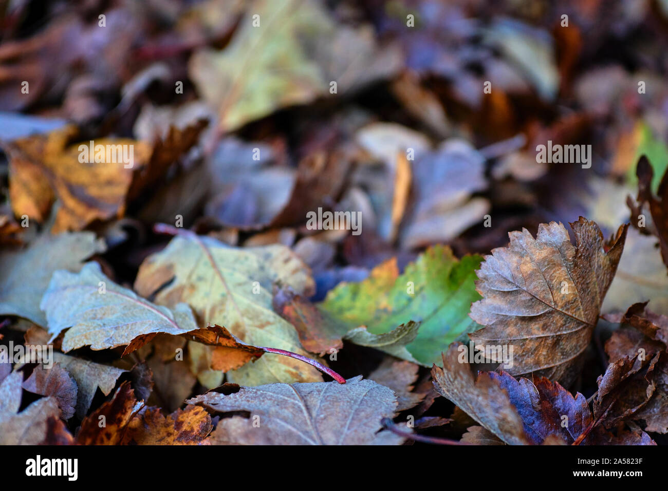 Une tapisserie de ulticolored les feuilles d'automne, avec des variations dans l'accent et l'accent des profondeurs Banque D'Images