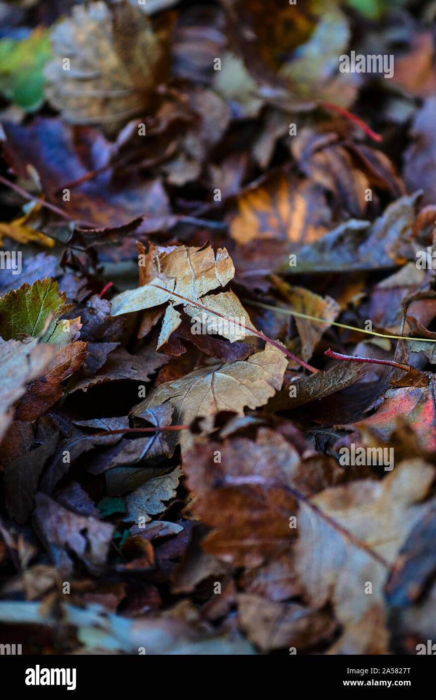 Une tapisserie de ulticolored les feuilles d'automne, avec des variations dans l'accent et l'accent des profondeurs Banque D'Images