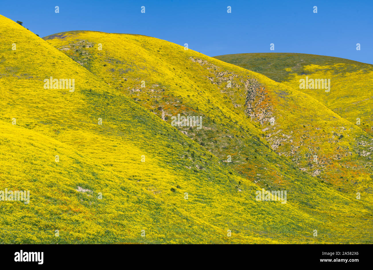 Paysage de collines et de fleurs sauvages jaunes, gamme Temblor, Carrizo Plain National Monument (Californie, USA Banque D'Images