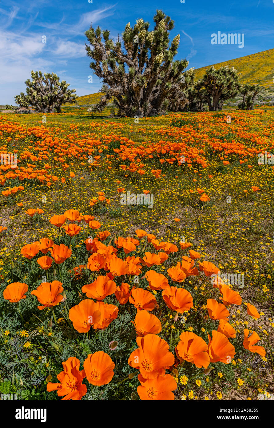 Californie jaune (Lasthenia californica), orange coquelicots de Californie (Eschscholzia californica) et Joshua tree (Yucca brevifolia), l'Antilope Butte, Antelope Valley California Poppy, California, USA Banque D'Images