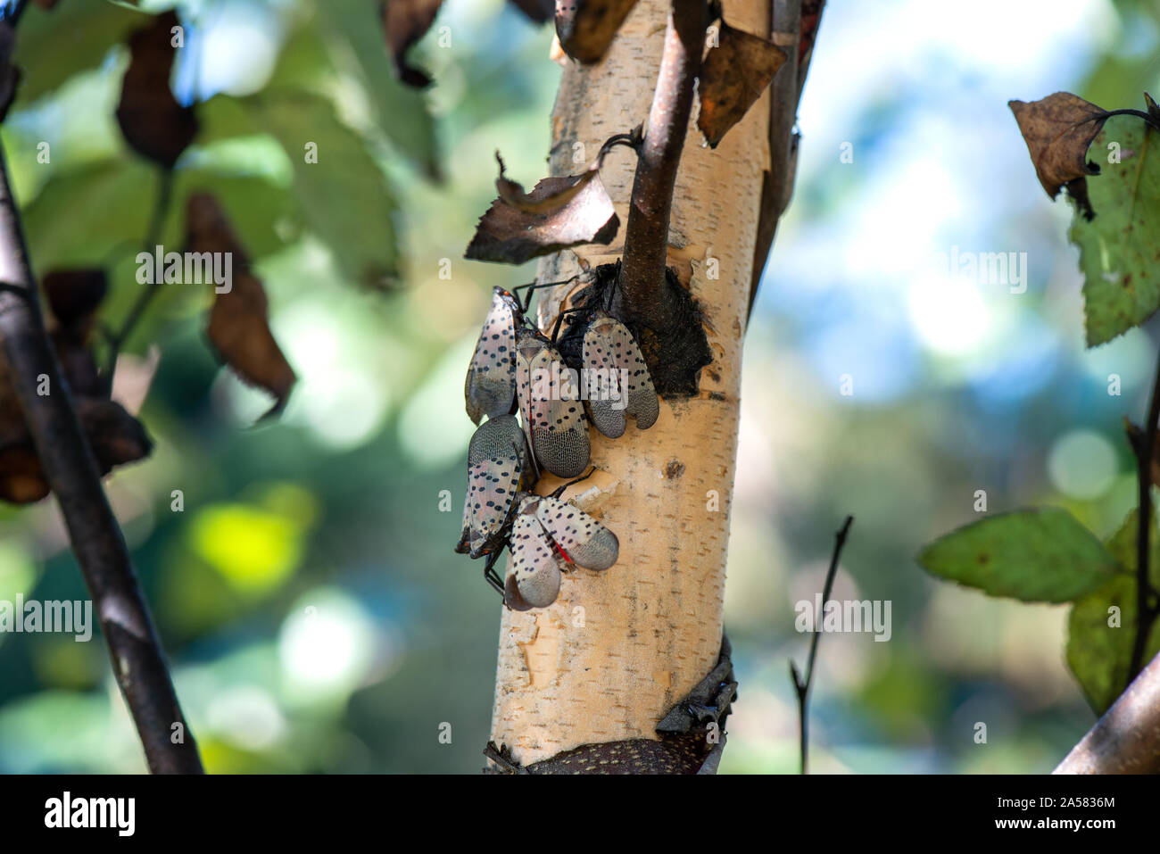 Vu LANTERNFLY LYCORMA DELICATULA) ADULTES (SUR LA RIVIÈRE BIRCH TREE, NEW YORK Banque D'Images