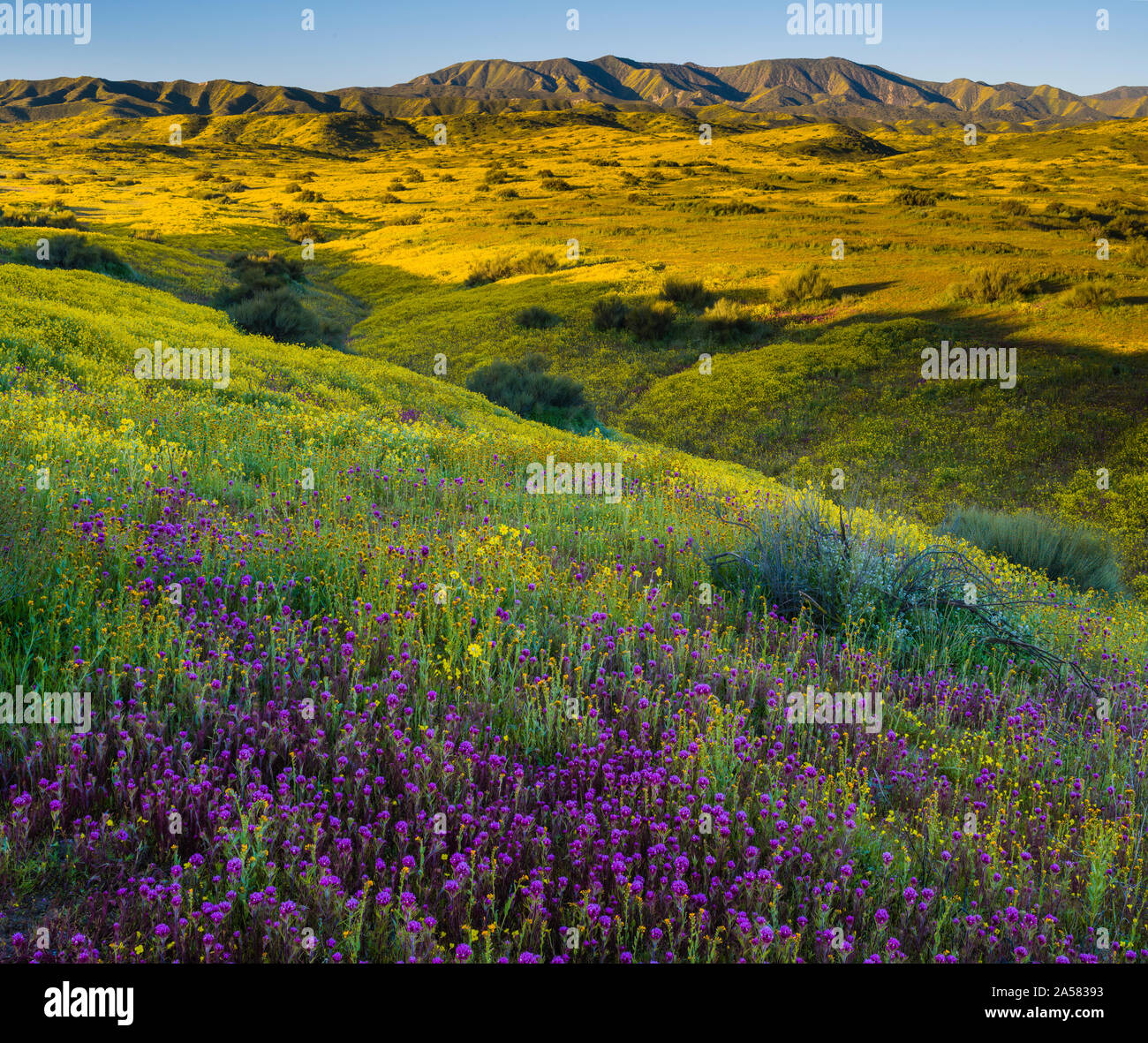 Paysage aux collines de Caliente et gamme coreopsis jaune et violet hiboux clover (Castilleja exserta) fleurs, Carrizo Plain National Monument (Californie, USA Banque D'Images
