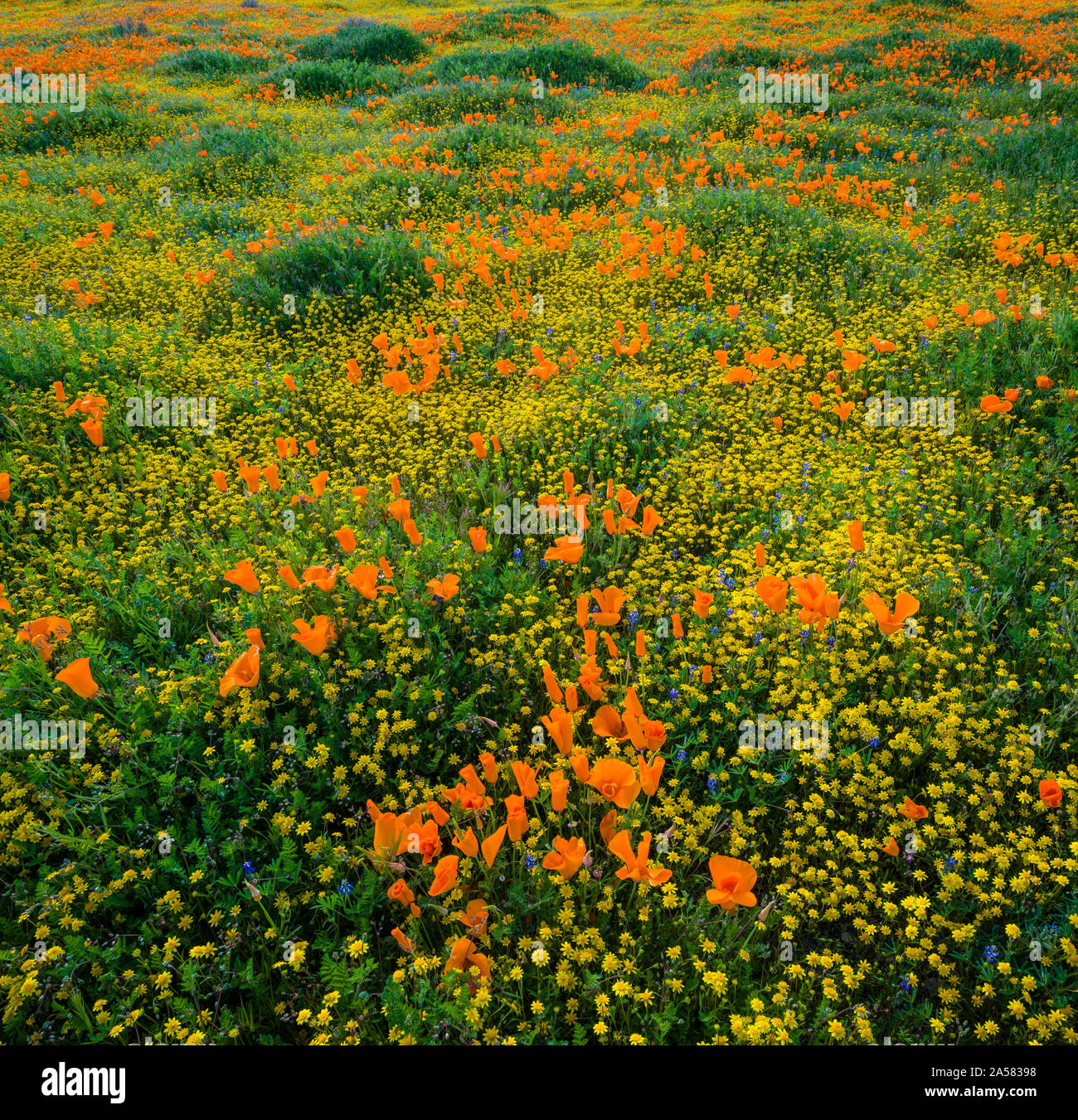 Californie jaune (Lasthenia californica) et orange coquelicots de Californie (Eschscholzia californica) dans le pré, Antelope Butte, Antelope Valley California Poppy, California, USA Banque D'Images