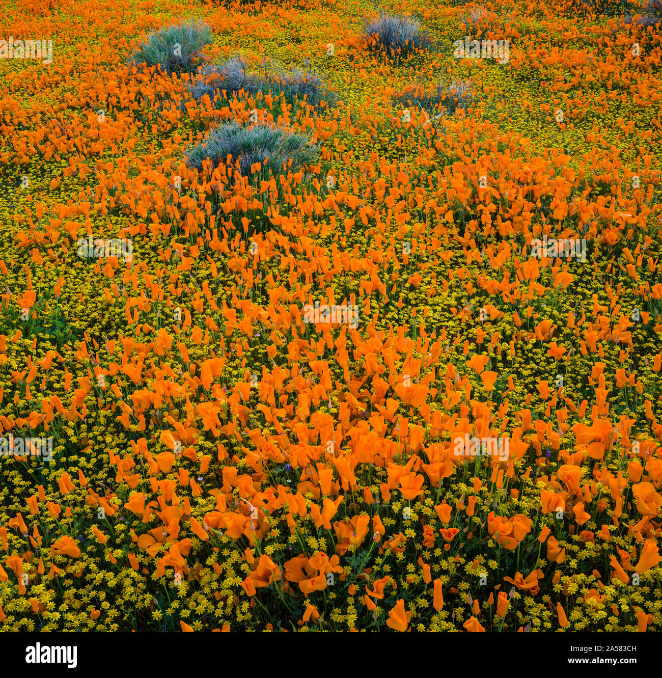 Californie jaune (Lasthenia californica) et orange coquelicots de Californie (Eschscholzia californica) dans le pré, Antelope Butte, Antelope Valley California Poppy, California, USA Banque D'Images
