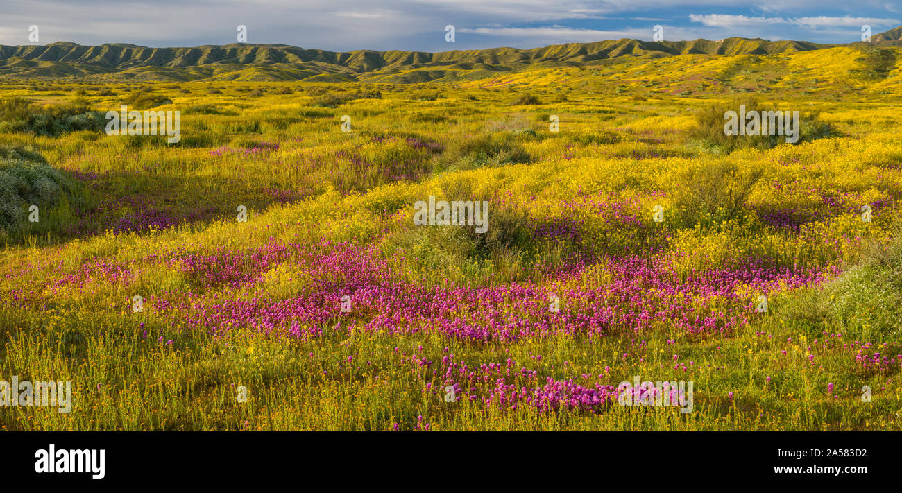 Paysage aux collines de Caliente et fleurs sauvages jaune Gamme, Carrizo Plain National Monument (Californie, USA Banque D'Images