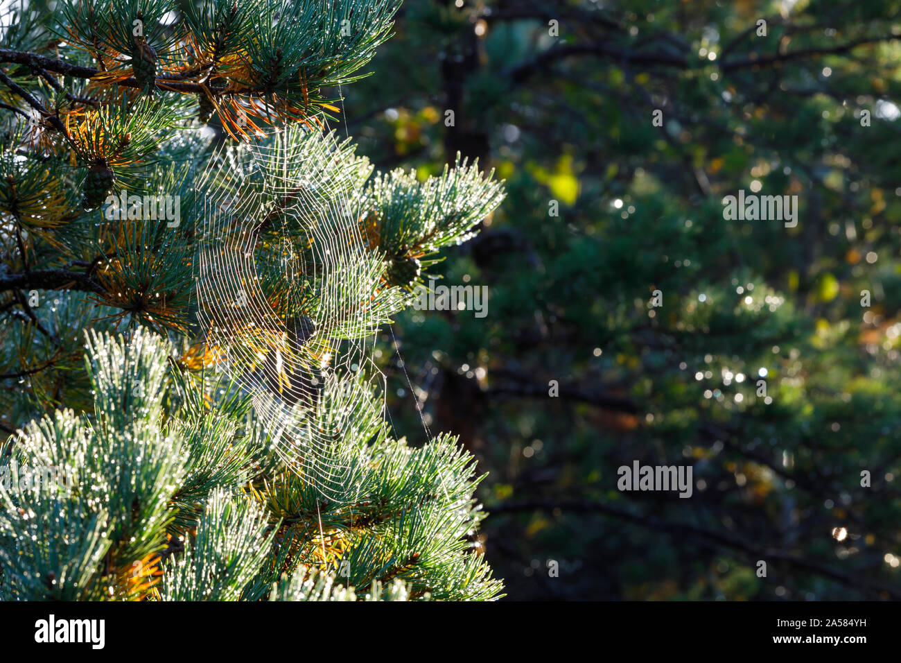 Grande forme en spirale ou ronde d'araignée humide sur une des branches d'arbre de pin Banque D'Images