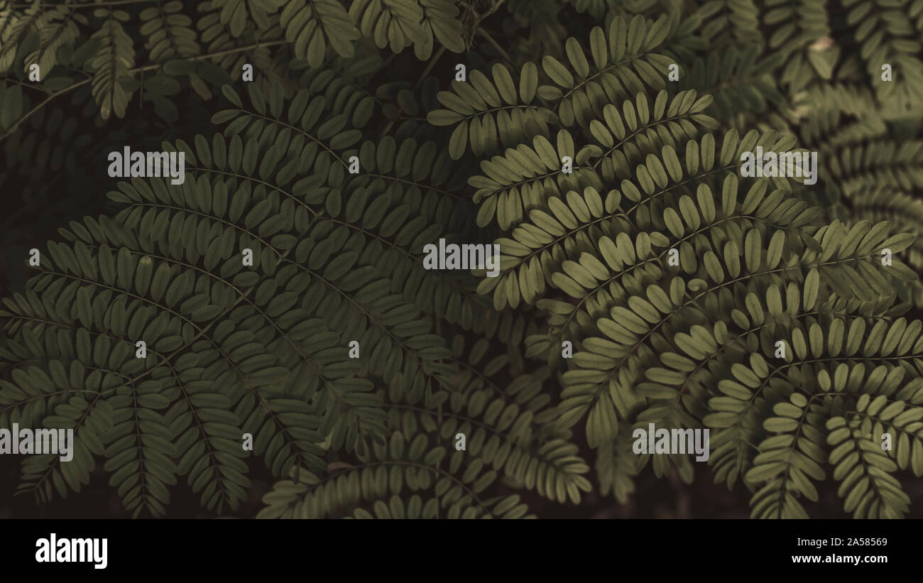 Feuille de fougère dans la forêt. Fougères vert foncé sur fond de forêt de l'ombre Banque D'Images