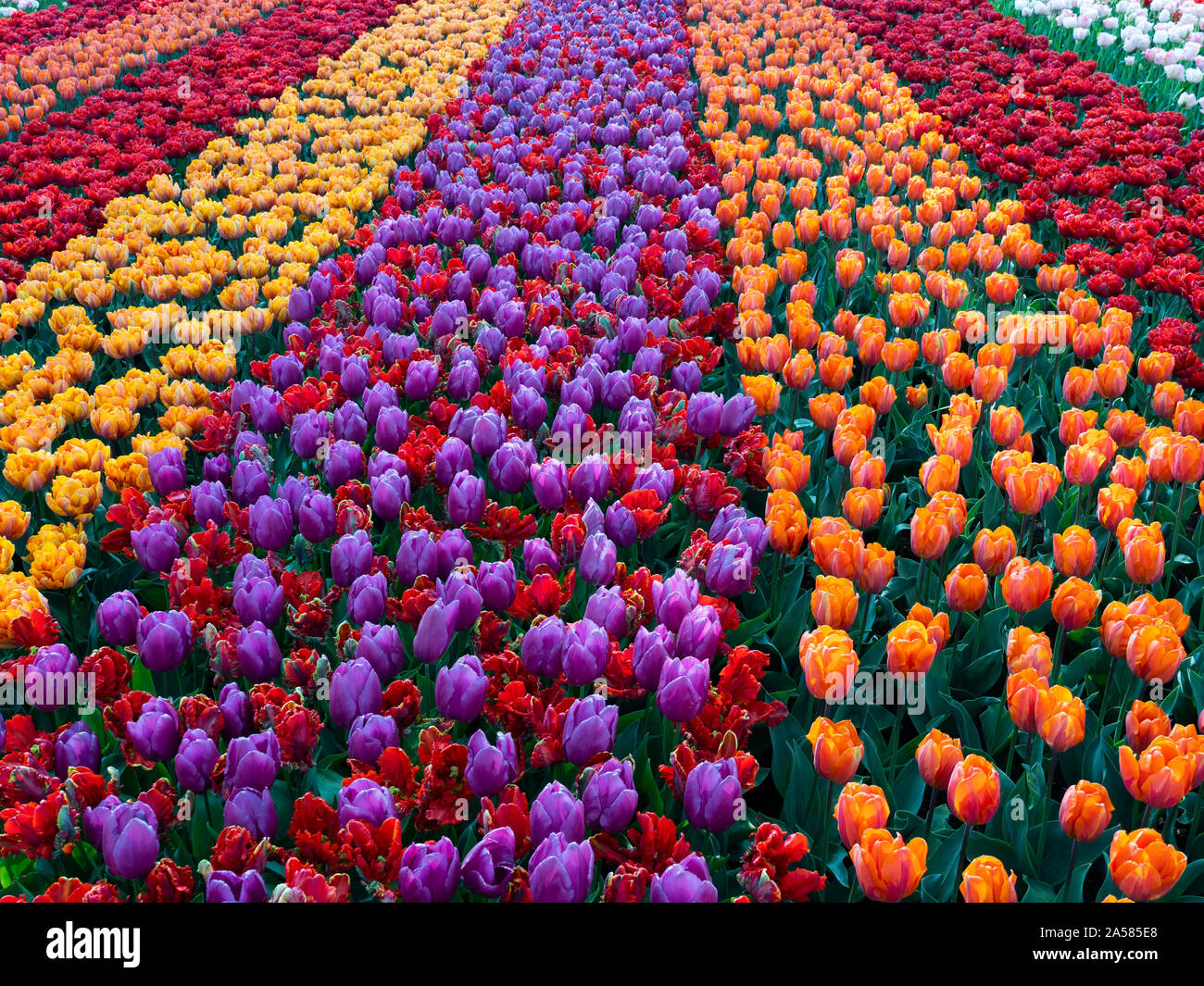 Parterre de tulipes colorées, jardins de Keukenhof, Lisse, Hollande méridionale, Pays-Bas Banque D'Images