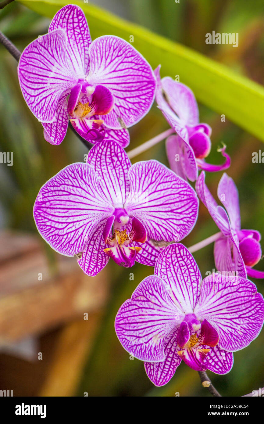 Orquidário Ruth Cardoso, Villa Lobos Park Capital, São Paulo, Brésil Banque D'Images