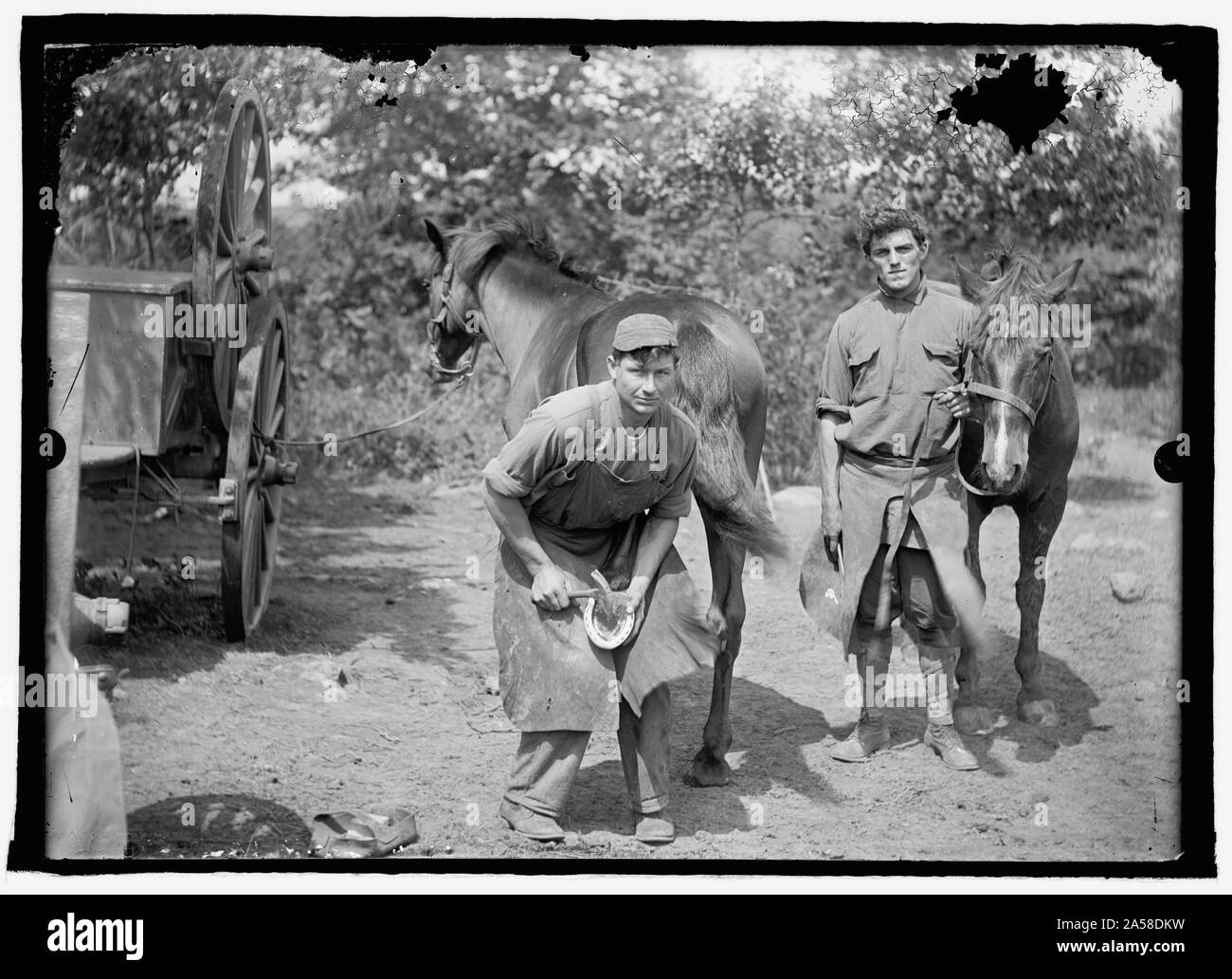 L'Armée américaine, cheval à ferrer Banque D'Images