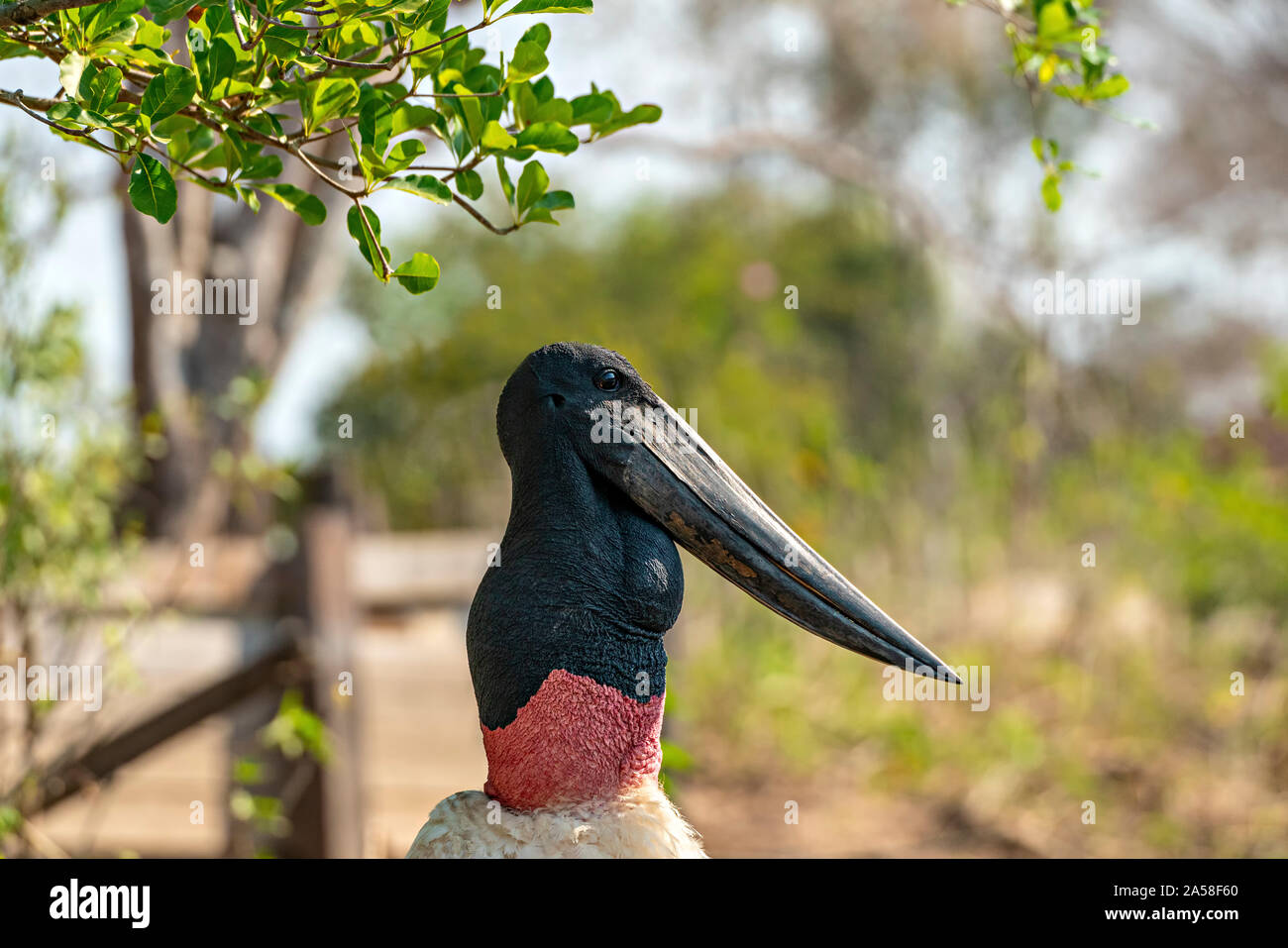 Cigogne Jabiru # 4 Banque D'Images