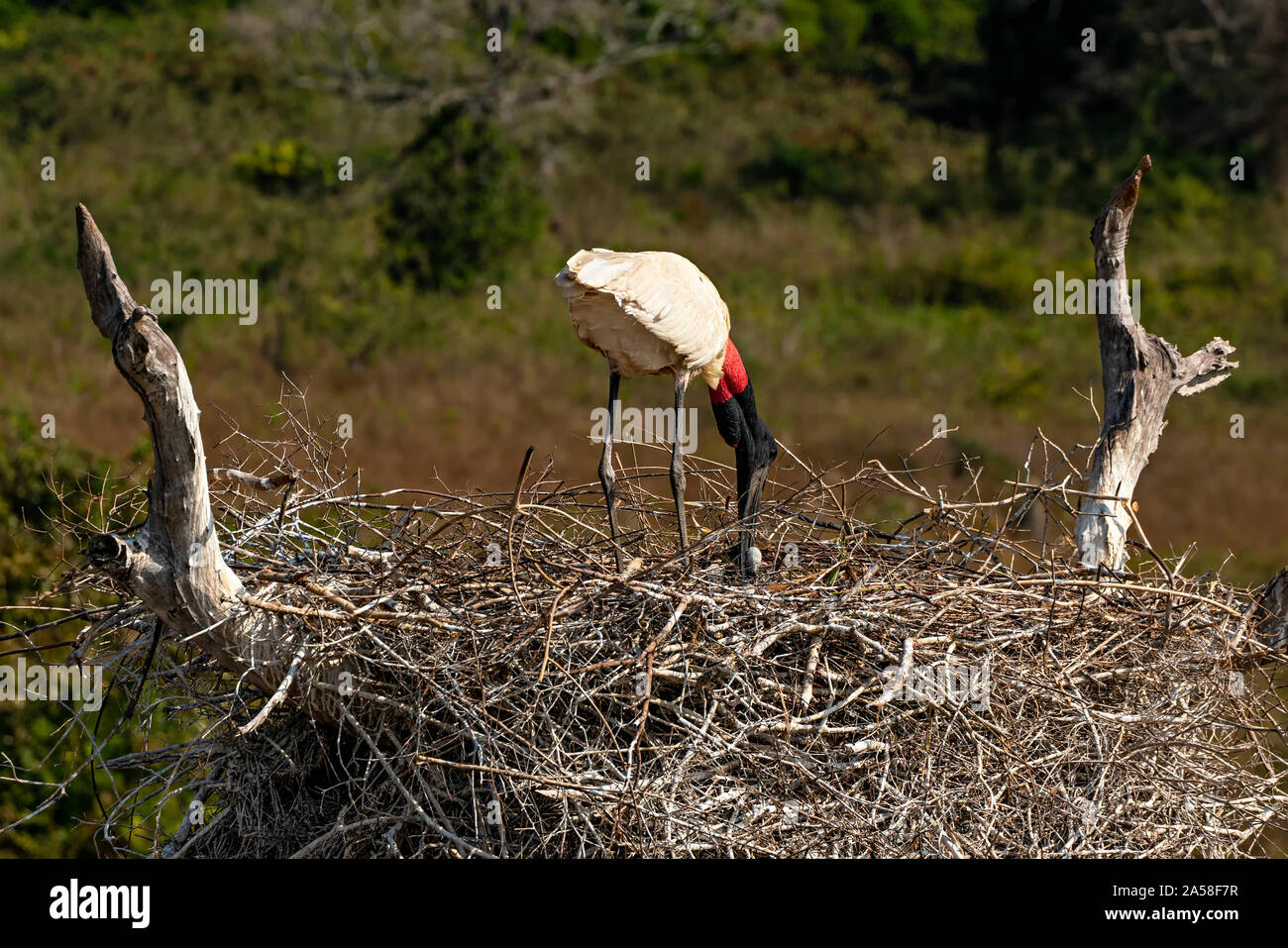 Cigogne Jabiru avec les poussins Banque D'Images