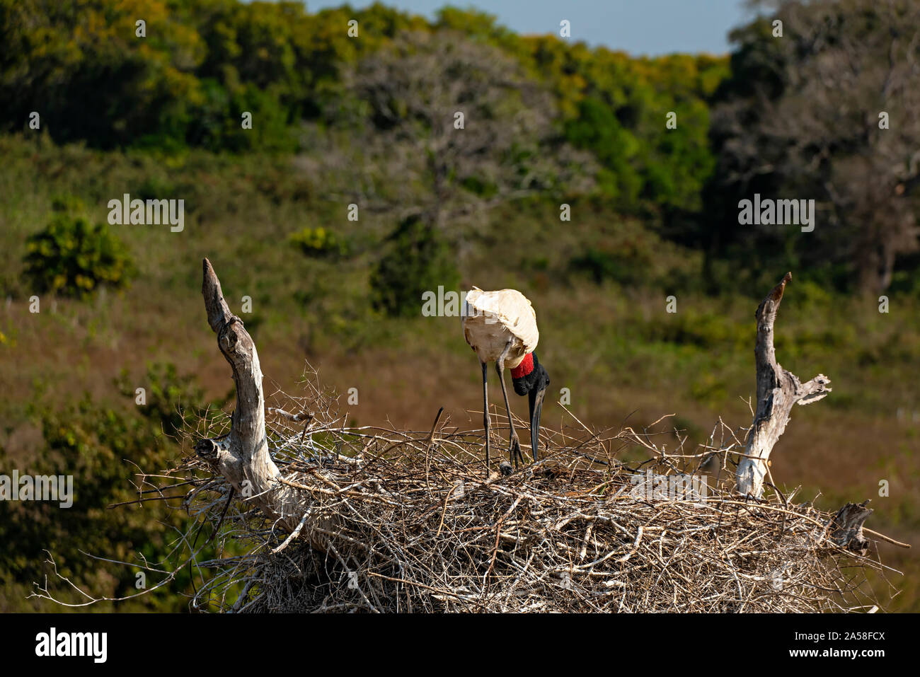 Au nid de cigognes Jabiru Banque D'Images