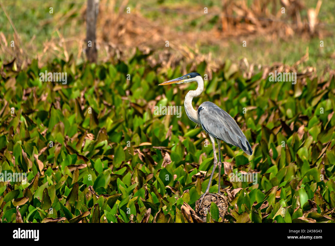 Heron permanent Banque D'Images