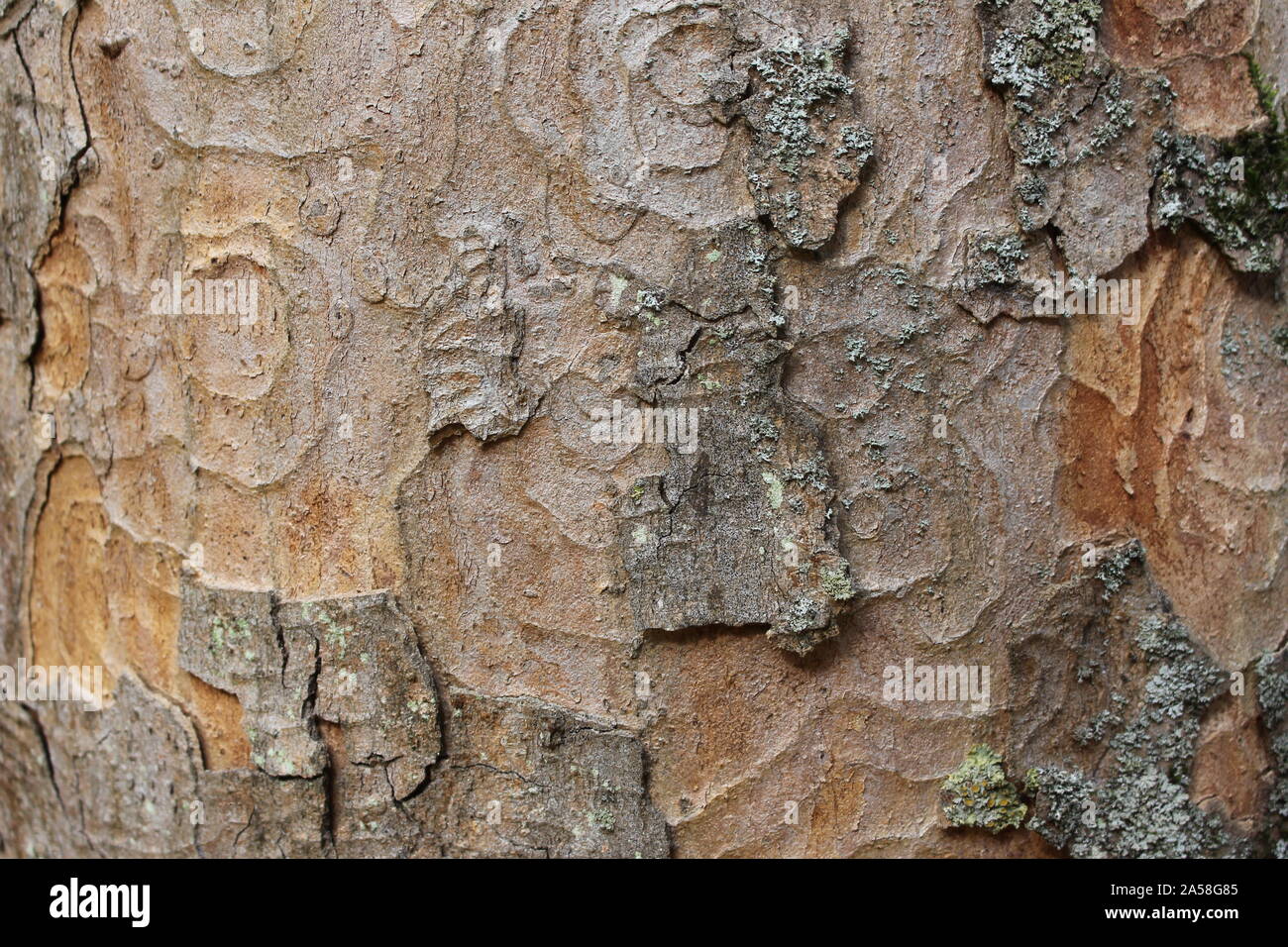 Tronc d'arbre avec du bois et des chemins de bug c'est de l'écorce Banque D'Images