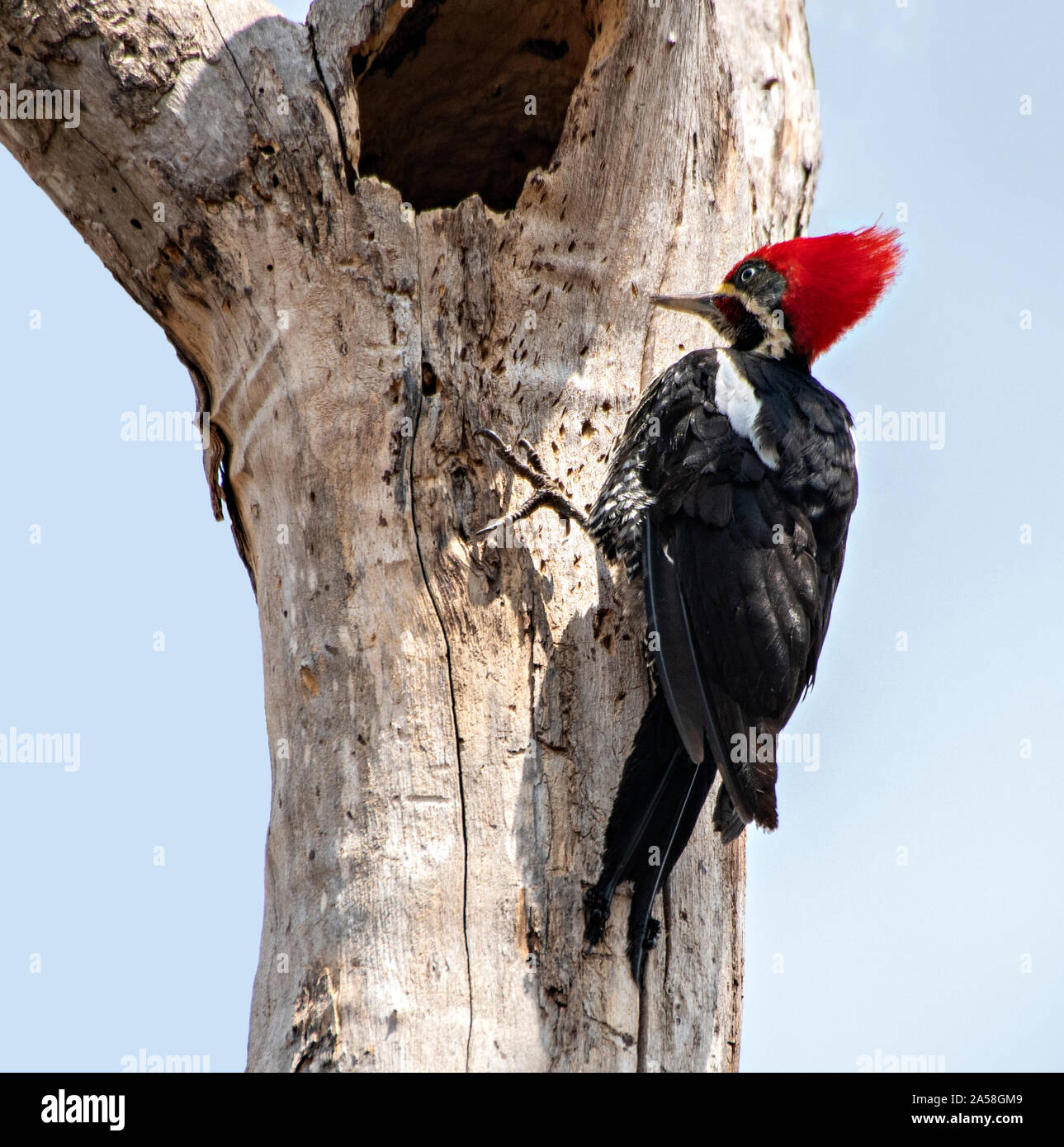 Woodpecker dans le Pantanal Banque D'Images