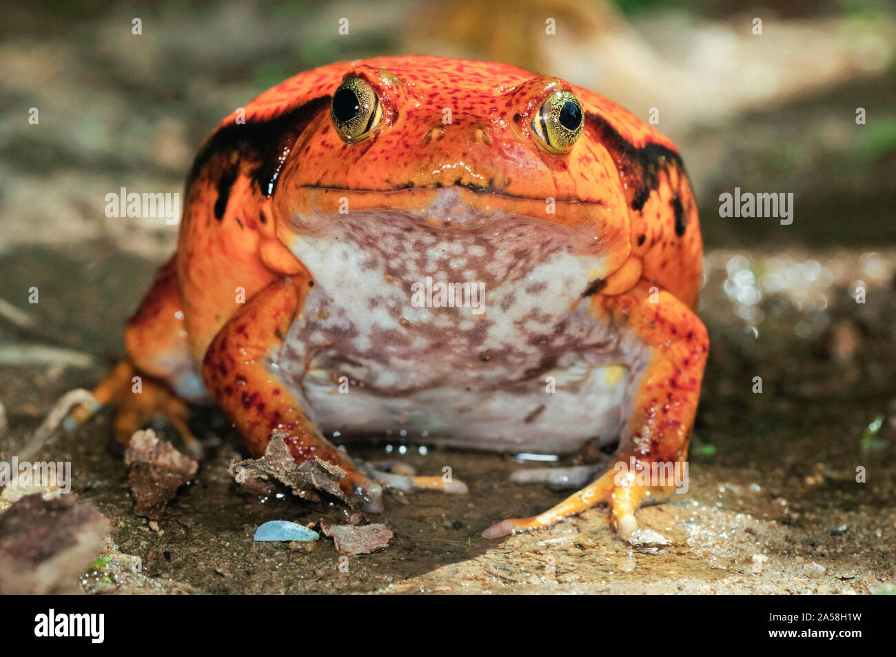 Madagascar, Dyscophus antongilii grenouille tomate, endémique à Madagascar, Sambava, Madagascar Banque D'Images