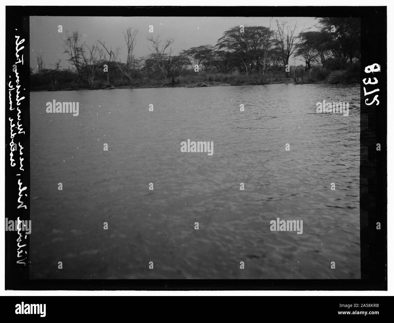 L'Ouganda. Victoria Nil. Banque de crocodiles, en aval des chutes. Plus près montrant cruches Banque D'Images