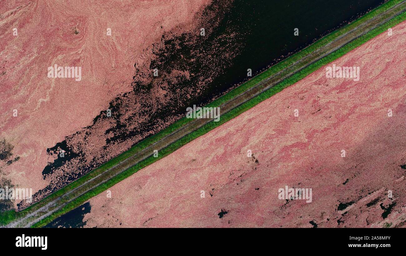 Vue aérienne de la récolte des canneberges rouges flottant dans un marais Cranberry inondées à l'automne sur une ferme près de Wisconsin Rapids, Wisconsin, États-Unis Banque D'Images