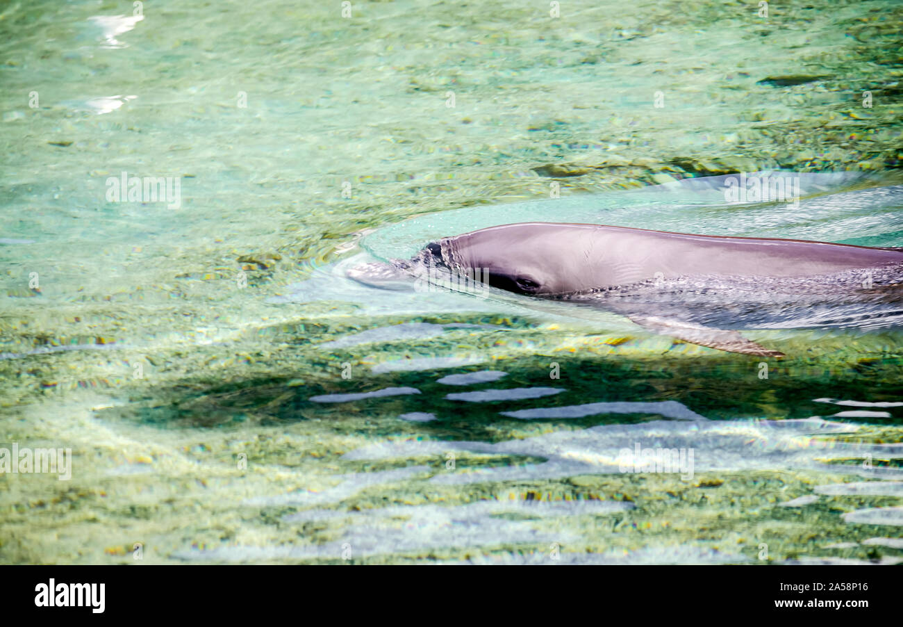Dolphin flottant dans le lagon turquoise de Moorea, Polynésie Française Banque D'Images