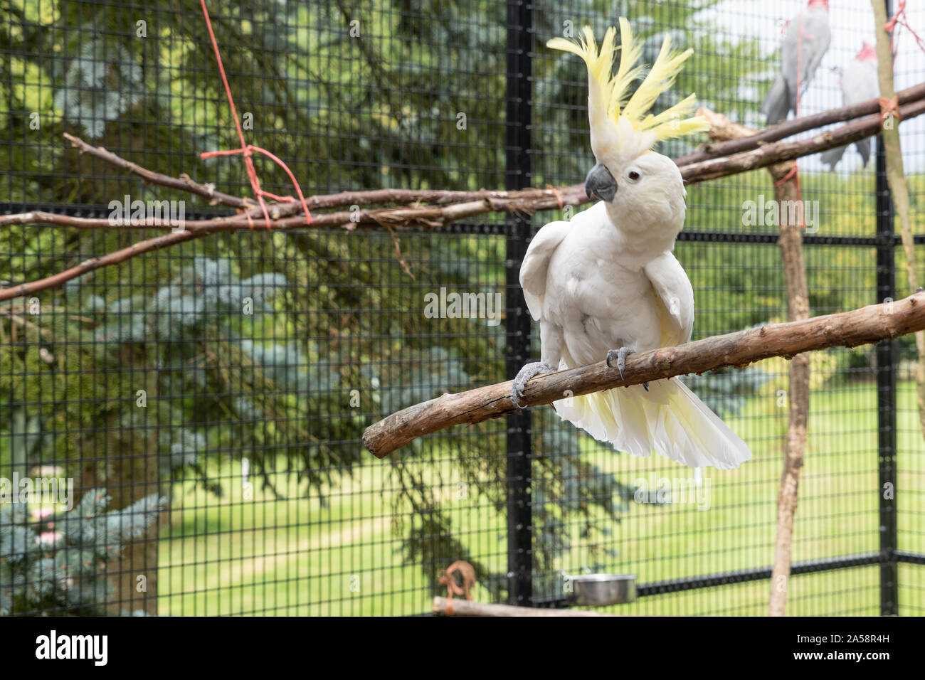 Perroquet Cookatoo à crête jaune Vue rapprochée montrant plume blanche tête jaune yeux plumes bec et plumes - l'affichage aux ailes déployées Banque D'Images