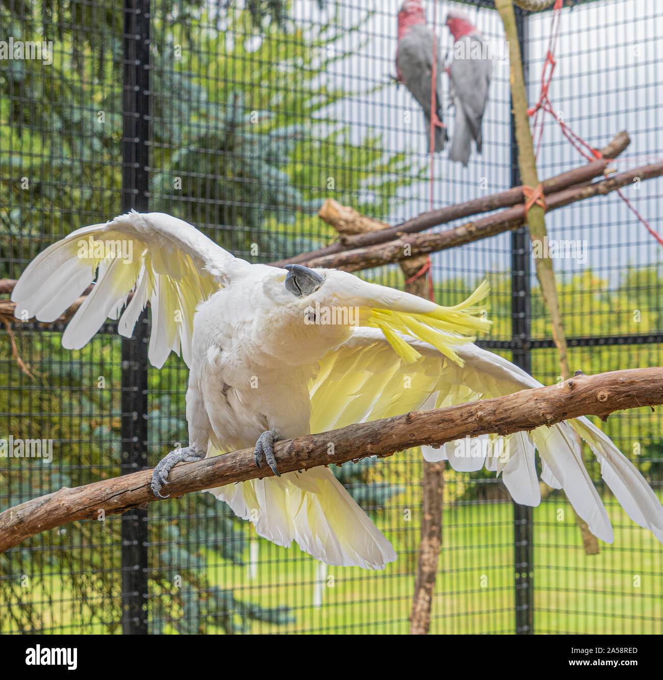 Perroquet Cookatoo à crête jaune Vue rapprochée montrant plume blanche tête jaune yeux plumes bec et plumes - l'affichage aux ailes déployées Banque D'Images