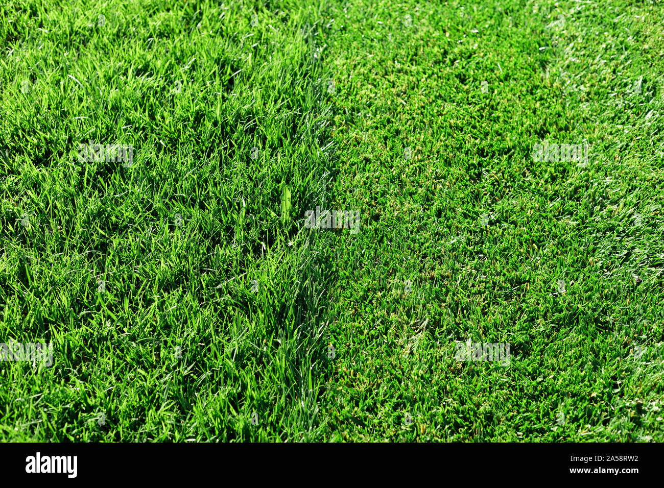 Frais herbe verte. Pelouse partiellement coupés. Différence entre parfaitement tondu, parés jardin pelouse ou sur le terrain pour le sport, le golf et l'herbe non coupée Banque D'Images