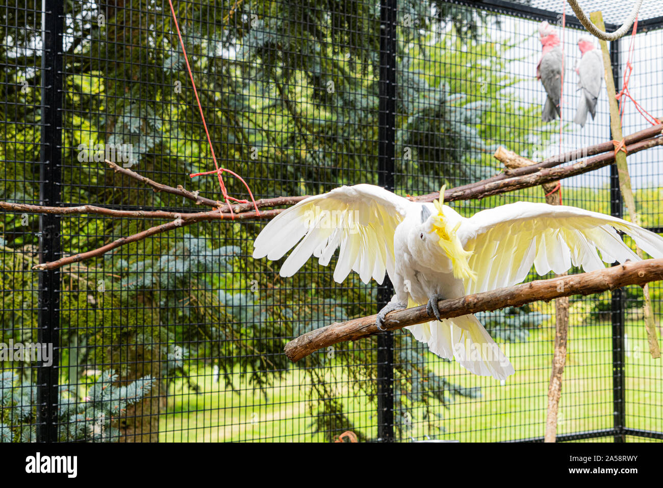 Perroquet Cookatoo à crête jaune Vue rapprochée montrant plume blanche tête jaune yeux plumes bec et plumes - l'affichage aux ailes déployées Banque D'Images
