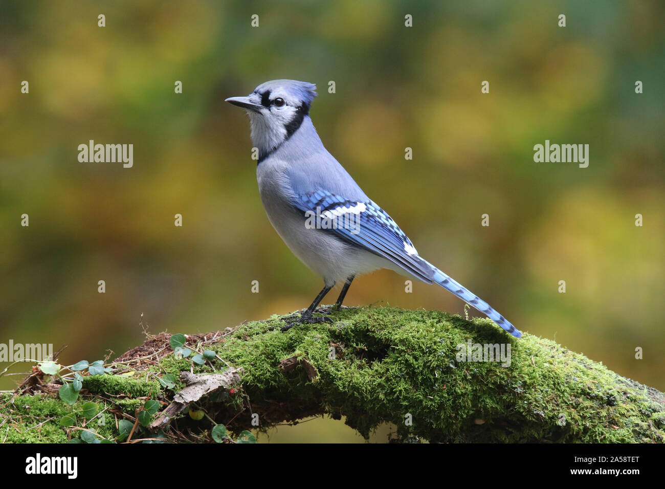 Un geai bleu Cyanocitta cristata perché sur une branche moussue à l'automne Banque D'Images
