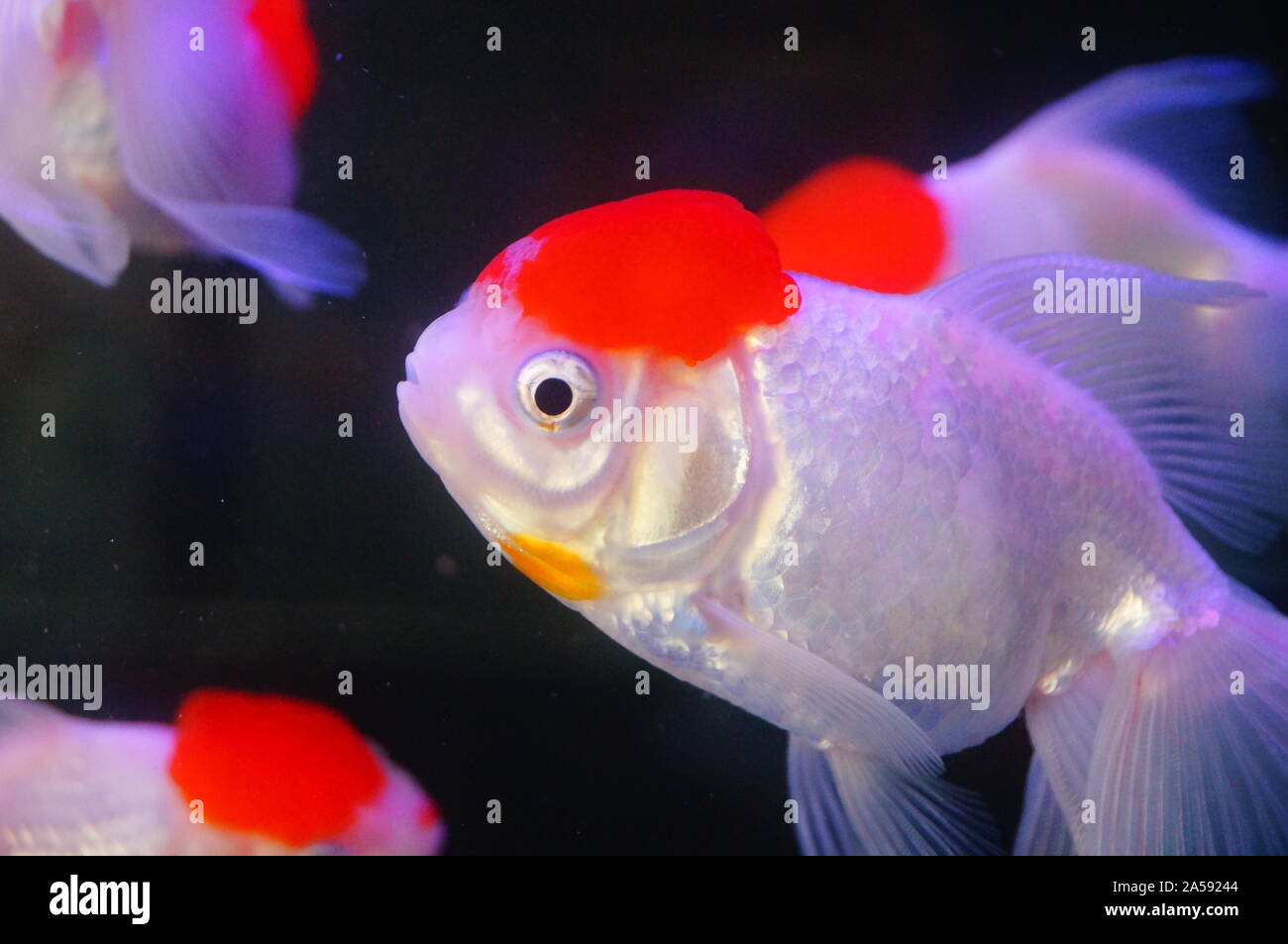 Tête de lion rouge à l'aquarium de poissons rouges Banque D'Images