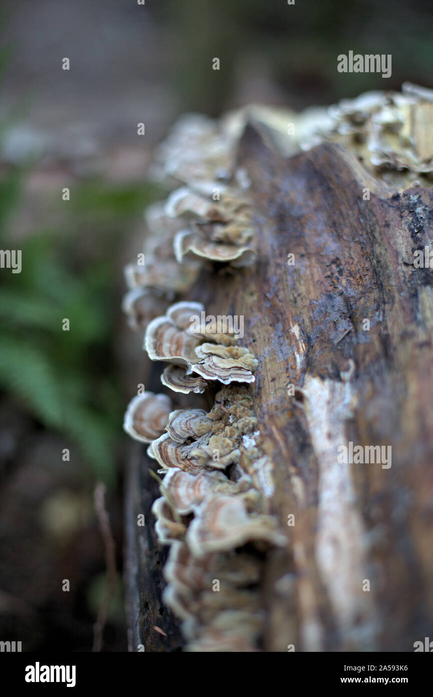 Libre d'un groupe de gris et marron queue la Turquie des champignons sauvages (ou Trametes versicolor) croissant sur bois mort dans le nord-ouest du Pacifique (Colombie-Britannique, Canada) Banque D'Images